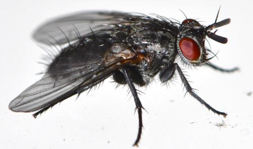 Réf. 338 974 : Triarthria setipennis